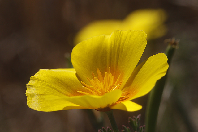 California Poppy