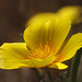 California Poppy