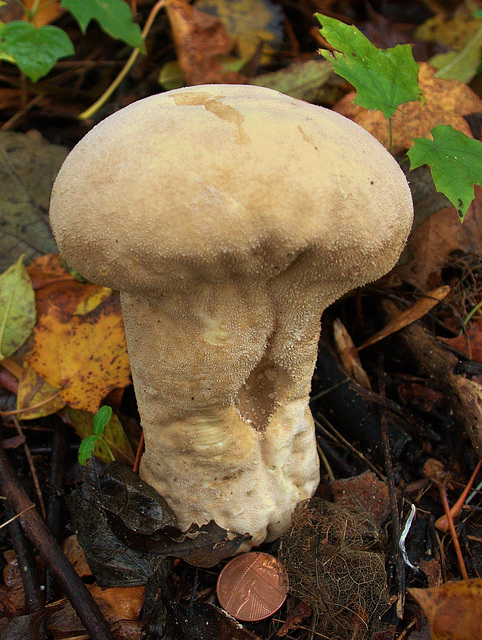 Pestle Puffball Pestle Puffball
