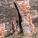 The Petrified Forest19, Arizona