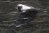 20190907 6041CPw [D~HRO] Seehund (Phoca vitulina), Zoo, Rostock