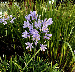 African Blue Lilly / Agapanthus praecox