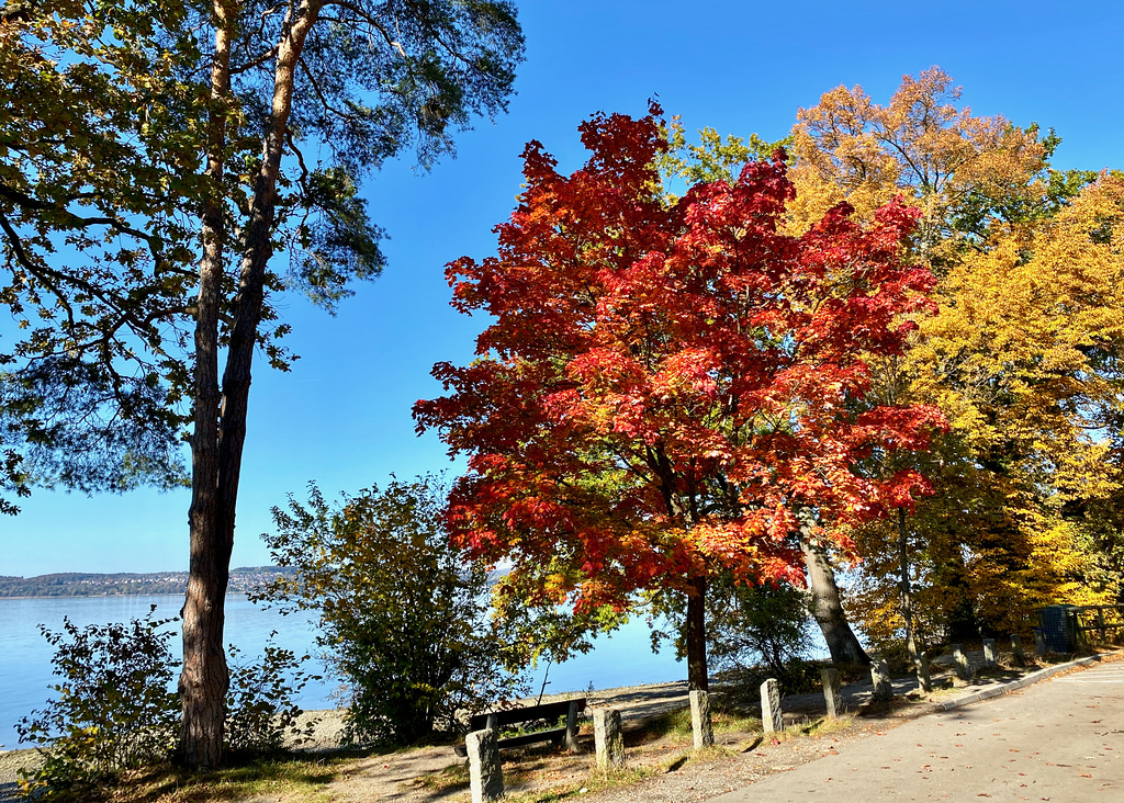 Herbst am See
