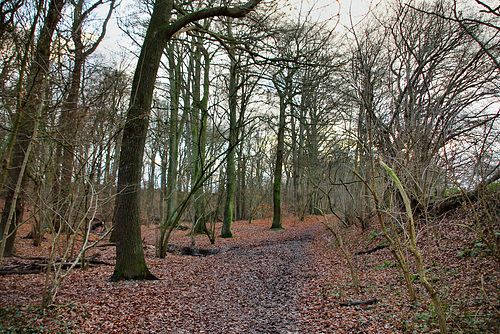 Waldweg in der Schönen Flöte (Holzwickede) / 25.12.2020