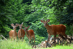 Tableau de famille