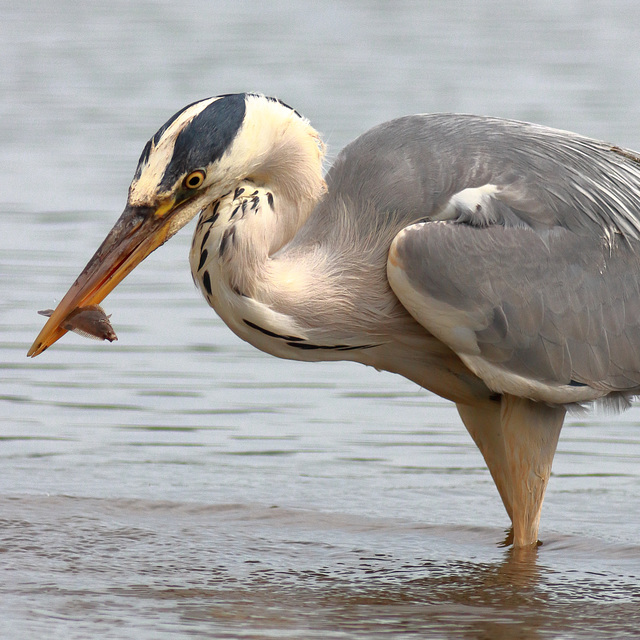 EOS 90D Peter Harriman 10 51 04 93082 greyHeron 2 dpp