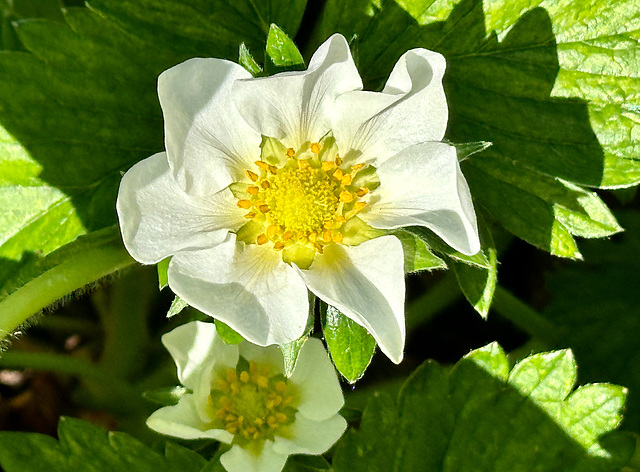 Diese Erdbeerblüte...    (picinpic)