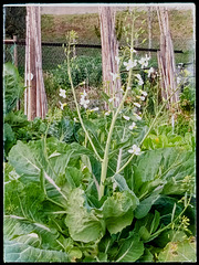 The cabbage flower