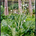 The cabbage flower