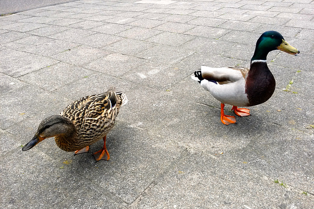Duck couple begging for food