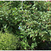 Atropa belladona