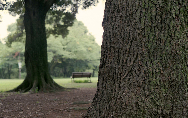 Trunk of the tree