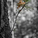 111/366: Sapling Pine Growing in Oak Tree