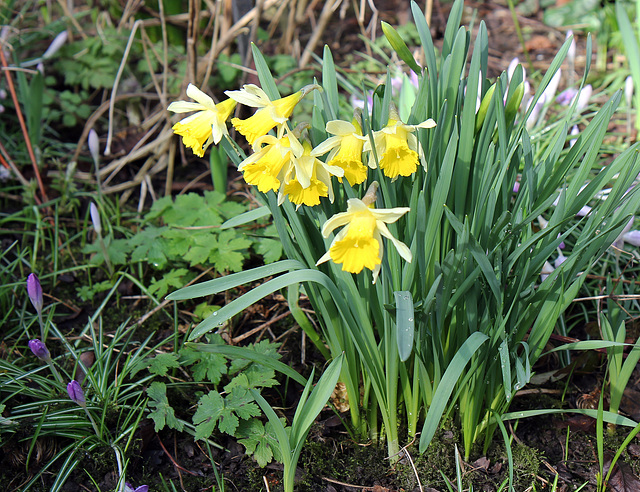 Daffodils for St.David's Day