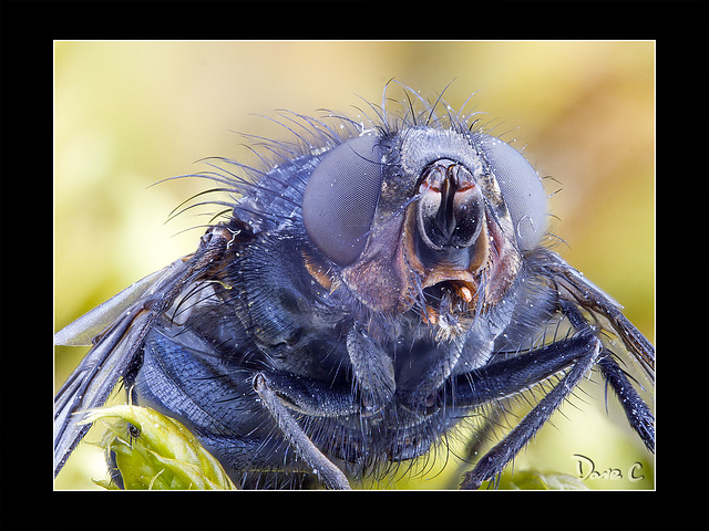 Bluebottle Fly