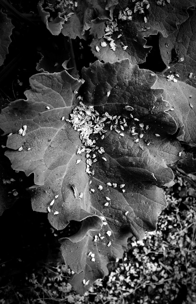 Leaves