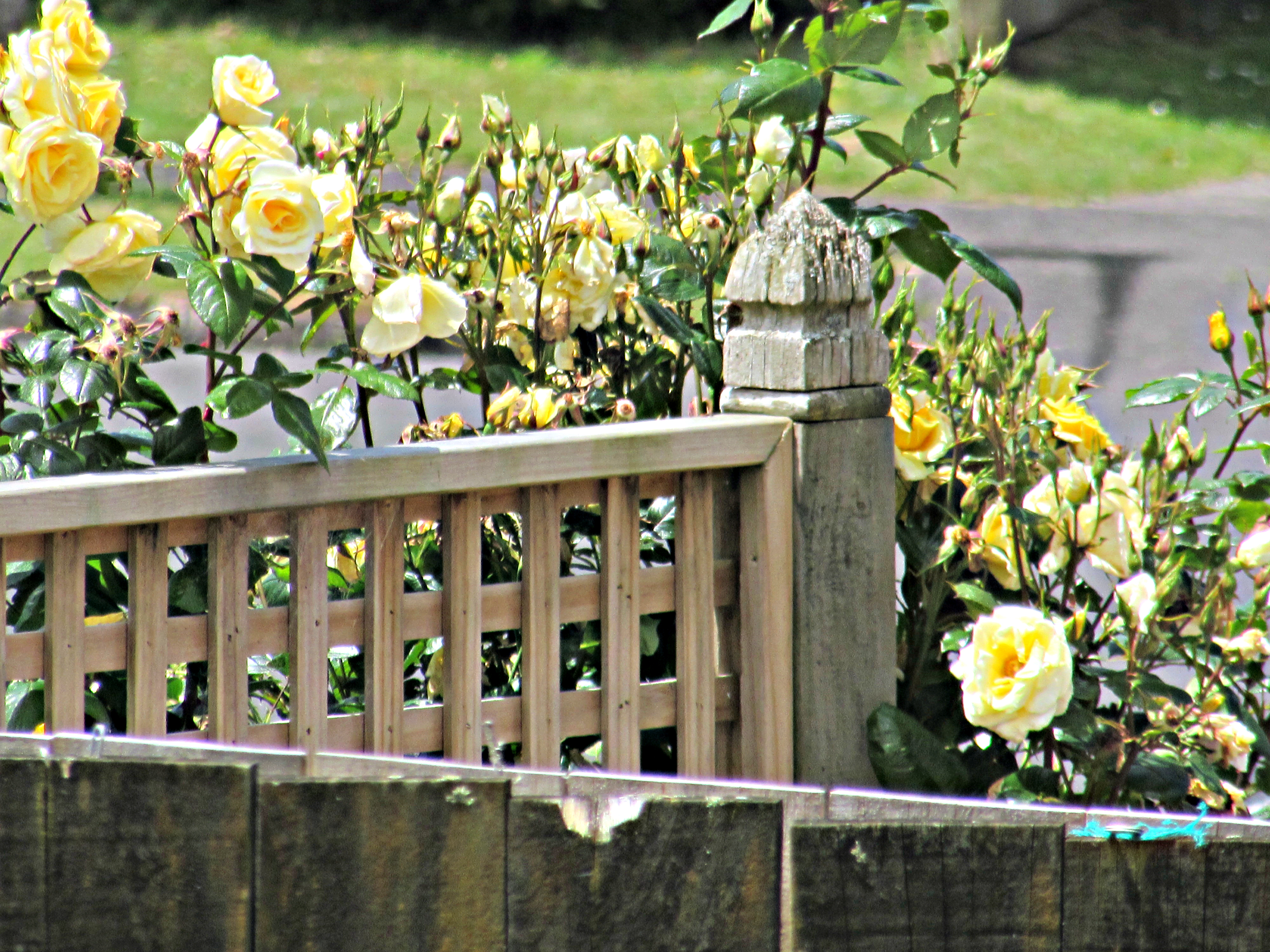 Fenceline Roses.