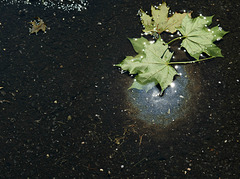 A Puddle on My Street