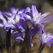 Large-flowered Brodiaea