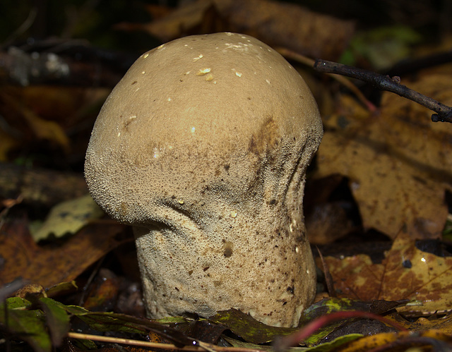Pestle Puffball