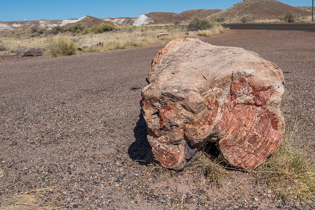 The Petrified Forest23 Arizona