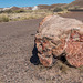 The Petrified Forest23 Arizona