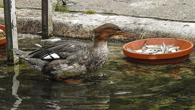 20190907 6043CPw [D~HRO] Mittelsäger (Mergus serrator), Zoo, Rostock