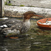 20190907 6043CPw [D~HRO] Mittelsäger (Mergus serrator), Zoo, Rostock