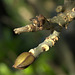 Budding