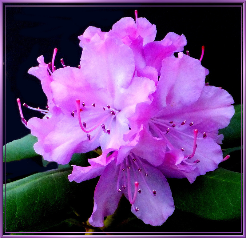 Spring Rhododendron.  ©UdoSm