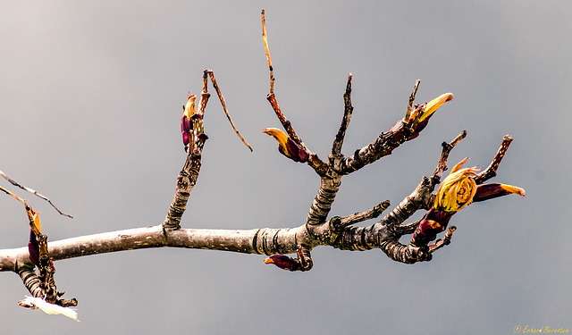 Baum vorm Fenster: es geht wieder los! (PiP)