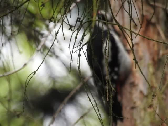 20210630 1220CP~V [D~LIP] Buntspecht (Dendrocopos major), Bad Salzuflen