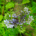 20210708 1378CPw [D~LIP] Rainfarn-Phazelie (Phacelia tanacetifolia) [Büschelschön], Bad Salzuflen