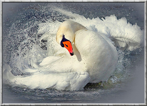 Le cygne******************