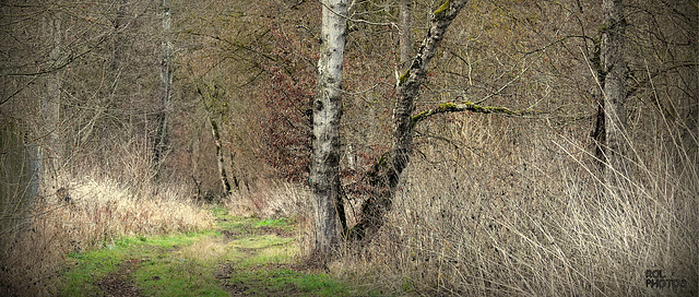 la sérénité de la forêt ressource, je viens d'y passer quelques heures