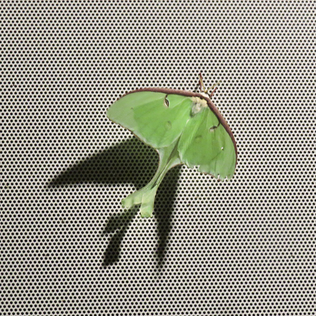 Luna moth on the front door