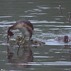 Construction d'un nid flottant