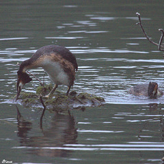 Construction d'un nid flottant