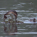 Construction d'un nid flottant