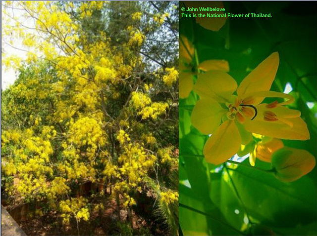 Golden Shower Tree (Cassia fistula) Week 10