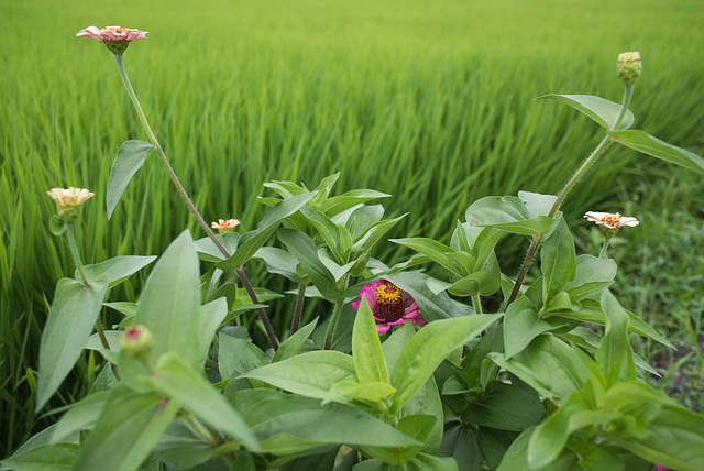 Zinnia by the paddy