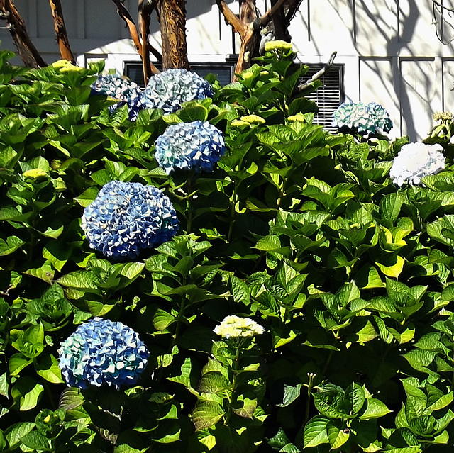 Hydrangeas are always blue in Brookings