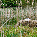 Swan nesting on the Moat of Stoneton Manor