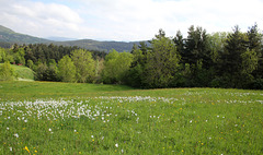 prairie à narcisses