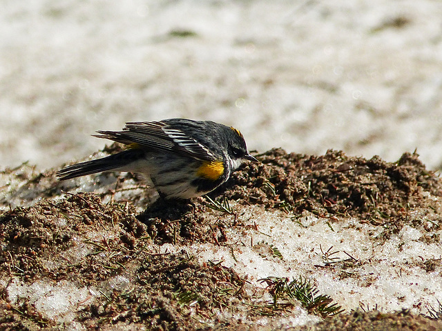 Day 6, Yellow-rumped Warbler, Tadoussac