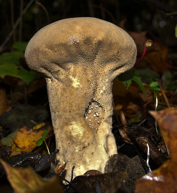 Pestle Puffball