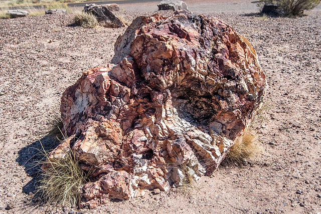 The Petrified Forest25, Arizona