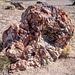 The Petrified Forest25, Arizona