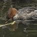 20190907 6044CPw [D~HRO] Mittelsäger (Mergus serrator), Zoo, Rostock