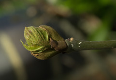 Budding